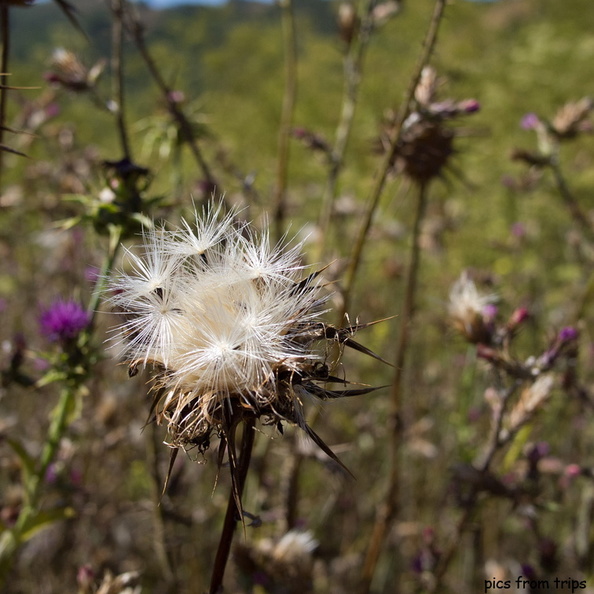 drying in the sun2011d18c021.jpg